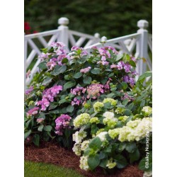  Hortensia ENDLESS SUMMER® Twist'n Shout (Rose) 