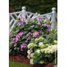  Hortensia ENDLESS SUMMER® Twist'n Shout (Rose) 