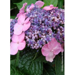  Hortensia ENDLESS SUMMER® Twist'n Shout (Rose) 