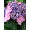  Hortensia ENDLESS SUMMER® Twist'n Shout (Rose) 