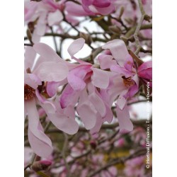 MAGNOLIA x loebneri 'LEONARD MESSEL' 