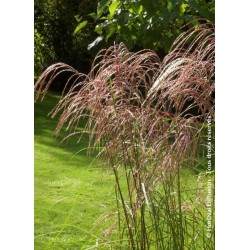 MISCANTHUS sinensis 'GRAZIELLA' 