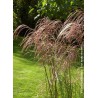 MISCANTHUS sinensis 'GRAZIELLA' 