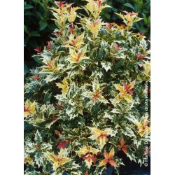 OSMANTHUS heterophyllus 'TRICOLOR' 'GOSHIKI'