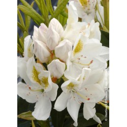 RHODODENDRON hybride 'MADAME MASSON' 