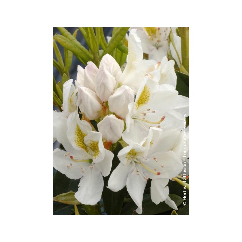 RHODODENDRON hybride 'MADAME MASSON' 