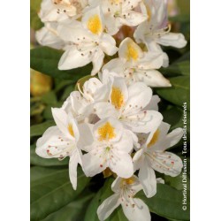 RHODODENDRON hybride 'MADAME MASSON' 