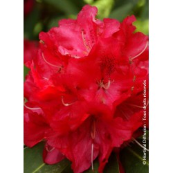 RHODODENDRON hybride 'WILGEN'S RUBY' 