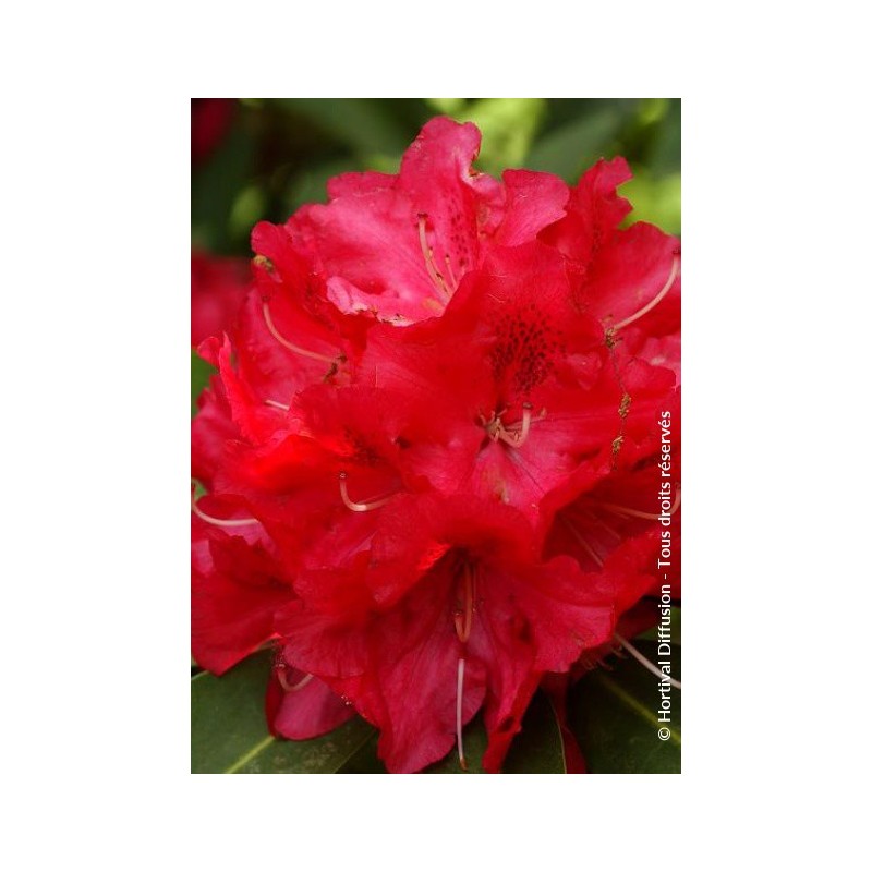 RHODODENDRON hybride 'WILGEN'S RUBY' 