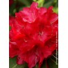 RHODODENDRON hybride 'WILGEN'S RUBY' 