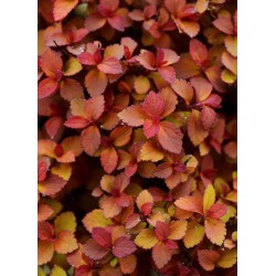 SPIRAEA japonica ZEN'SPIRIT (R) CARAMEL 'Minspiz02' cov