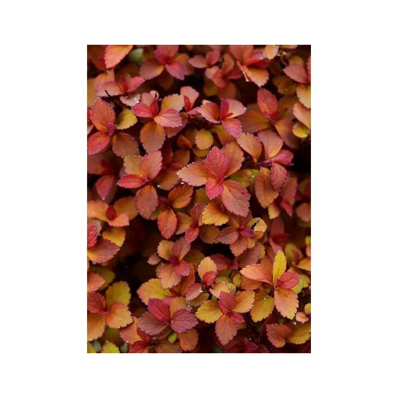 SPIRAEA japonica ZEN'SPIRIT (R) CARAMEL 'Minspiz02' cov