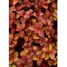 SPIRAEA japonica ZEN'SPIRIT (R) CARAMEL 'Minspiz02' cov