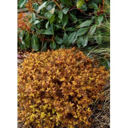 SPIRAEA japonica ZEN'SPIRIT (R) CARAMEL 'Minspiz02' cov