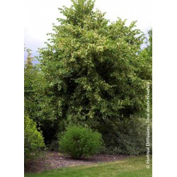 Tilleul à grandes feuilles - TILIA platyphyllos 'RUBRA'