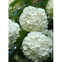 VIBURNUM opulus 'ROSEUM' VT 