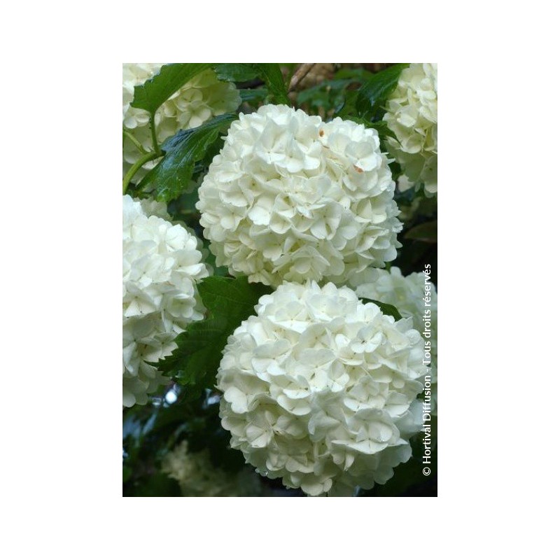 VIBURNUM opulus 'ROSEUM' VT 