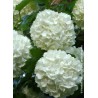 VIBURNUM opulus 'ROSEUM' VT 