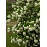 VIBURNUM opulus 'ROSEUM' VT 