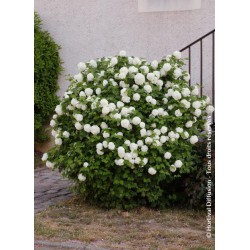 VIBURNUM opulus 'ROSEUM' VT 