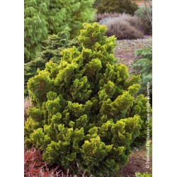 Faux cyprès d'Hinoki Aurora - CHAMAECYPARIS obtusa 'AURORA'