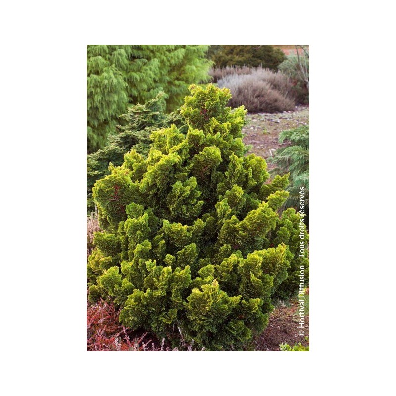 Faux cyprès d'Hinoki Aurora - CHAMAECYPARIS obtusa 'AURORA'