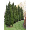 Thuya du Canada Emeraude Smaragd - THUJA occidentalis 'EMERAUDE'