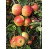 Pommier Jonagold - MALUS domestica 'JONAGOLD'