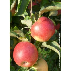 Pommier Jonagold - MALUS domestica 'JONAGOLD'