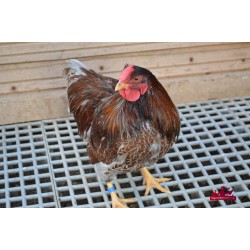 wyandotte nain poule.coq ou couple 