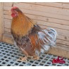 wyandotte nain poule.coq ou couple 