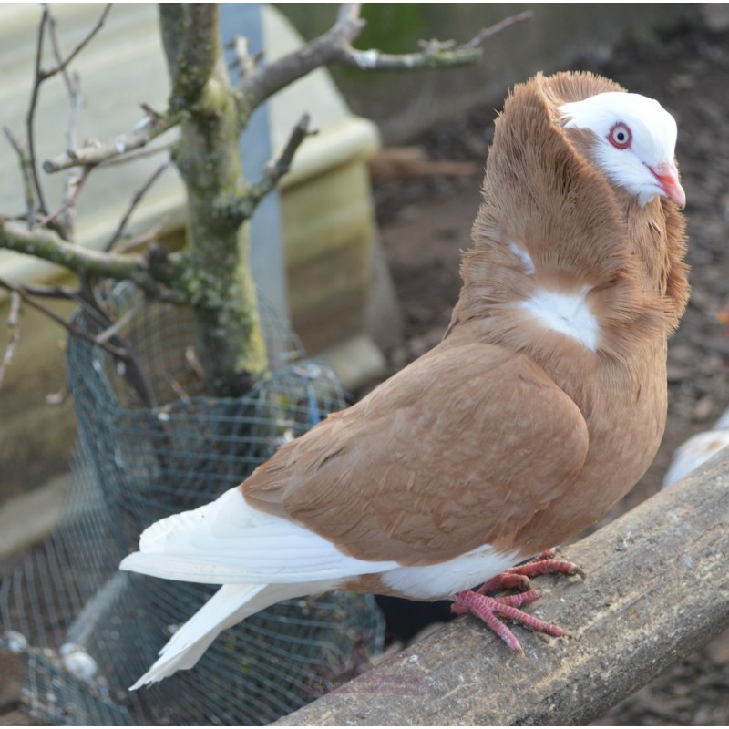 Pigeon capucin à petite capuche jaune