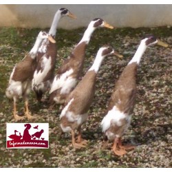 Canard Coureur Indien Mâle et Femelle adulte