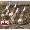 Canard Coureur Indien Mâle et Femelle adulte