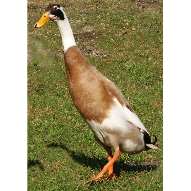 Canard Coureur Indien La Ferme De Manon Canard Coureur Indien La Ferme De Manon