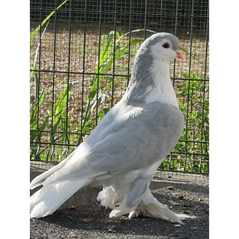 Pigeon Lahore bleu