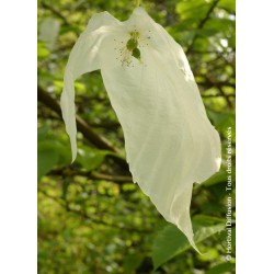 arbre - davidia involucrata - terre de jardin - arbre d'ombrage