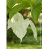 DAVIDIA involucrata - Arbre aux mouchoirs