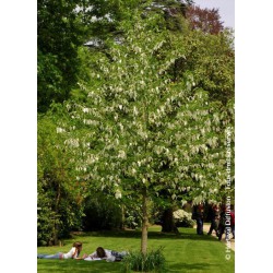 DAVIDIA involucrata - Arbre aux mouchoirs