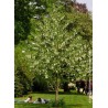 DAVIDIA involucrata - Arbre aux mouchoirs