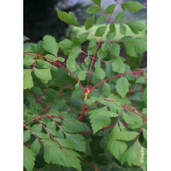 arbre - KOELREUTERIA paniculata 'Coral Sun' cov - savonnier - arbre - arbrisseaux