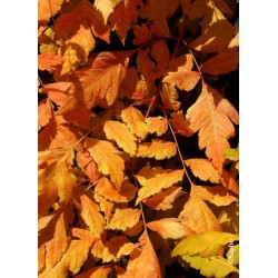 KOELREUTERIA paniculata 'Coral Sun' cov