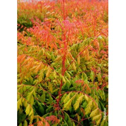 KOELREUTERIA paniculata...