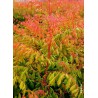 KOELREUTERIA paniculata 'Coral Sun' cov