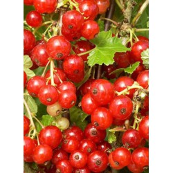 RIBES rubrum 'VERSAILLAISE ROUGE' - groseille - petit fruitiers - fruitiers