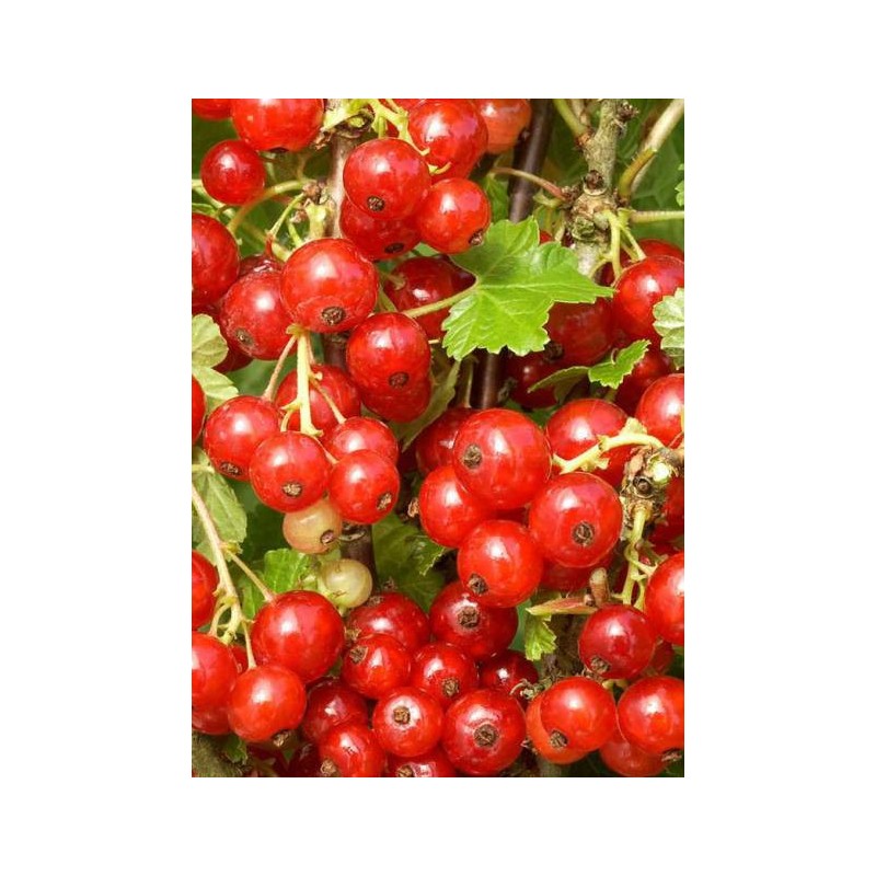 RIBES rubrum 'VERSAILLAISE ROUGE' - groseille - petit fruitiers - fruitiers