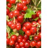 RIBES rubrum 'VERSAILLAISE ROUGE' - groseille - petit fruitiers - fruitiers