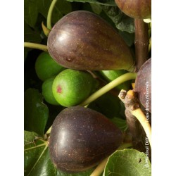  Figuier Brown Turkey - FICUS carica 'BROWN TURKEY'