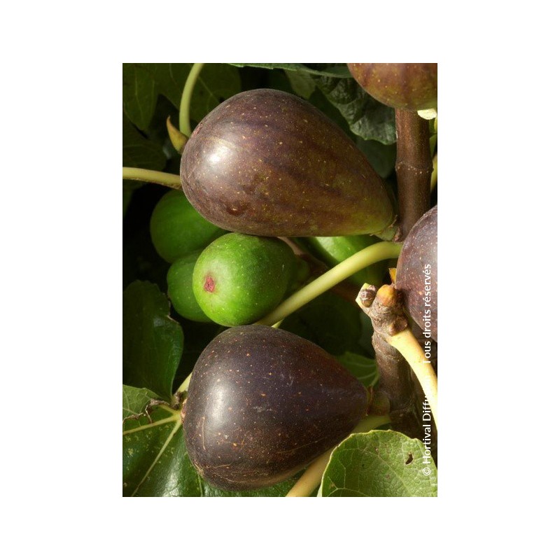  Figuier Brown Turkey - FICUS carica 'BROWN TURKEY'