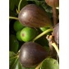  Figuier Brown Turkey - FICUS carica 'BROWN TURKEY'